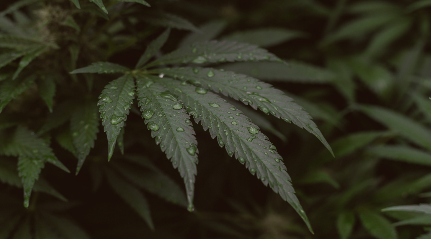 Conquer Anxiety with CBD: Does It Really Work?